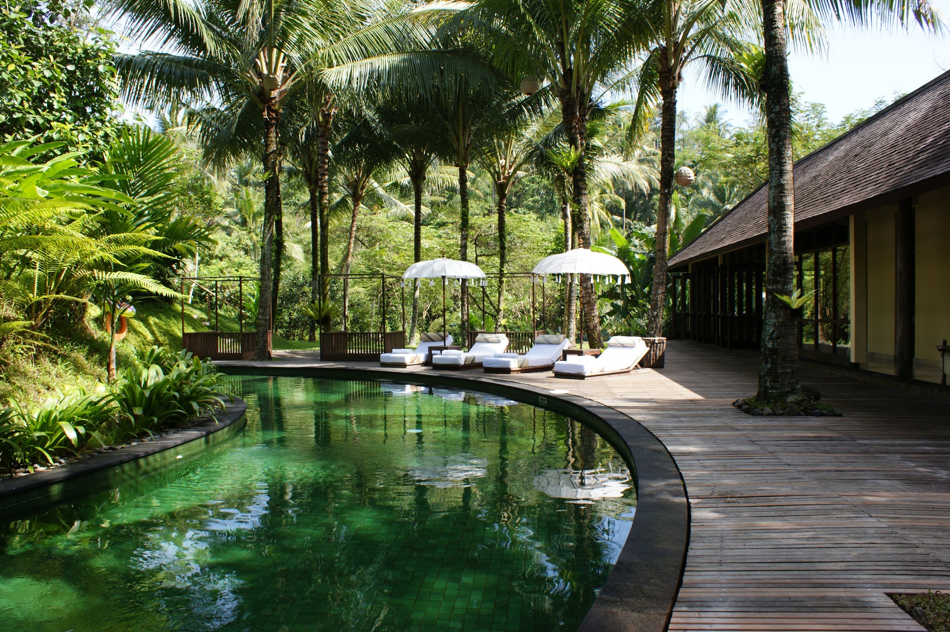 Swimming pool in the jungle